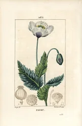 Schlafmohn, Opium-Mohn oder Gartenmohn - Garten- oder Opium-Mohn, Papaver somniferum, mit Blüte, Blatt und Samenkapsel. Handkolorierter Kupferstich in Punktiermanier von Lambert Junior nach einer Zeichnung von Pierre Jean-François Turpin aus Chaumeton