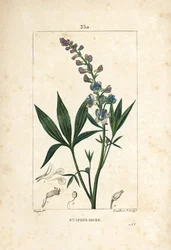 Staphisagria - Läusekraut oder Stephanskraut, Delphinium staphisagria, mit Blume, Blatt, Stängel und Samen. Handkolorierte Punktkupferstich von Lambert Junior nach einer Zeichnung von Pierre Jean-Francois Turpin aus Chaumeton, Poiret und Chamberet