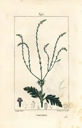 Eisenkraut oder Heiliges Kraut, Venusader oder Hexenkraut - Verbena officinalis. Handkolorierte Punktkupferstich von Lambert Junior nach einer Zeichnung von Pierre Jean-Francois Turpin aus Chaumeton, Poiret und Chamberet
