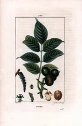 Walnusszweig mit Nüssen