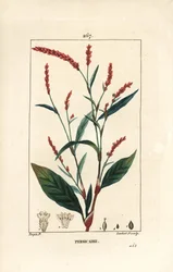 Wasserpfeffer, Persicaria hydropiper (Polygonum hydropiper), mit Blume, Stängel und Blatt. Handkolorierter Kupferstich von Lambert Junior nach einer Zeichnung von Pierre Jean-Francois Turpin aus Chaumeton, Poiret und Chamberet