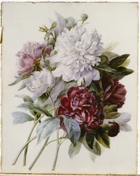 Ein Strauß roter, rosa und weißer Pfingstrosen