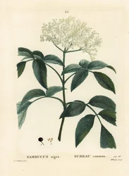 Schwarzer Holunder oder Europäischer Holunder, Sambucus nigra. Handkolorierter Punktierstich von Miss Brenet nach einer Illustration von Pierre-Joseph Redouté aus Henri Louis Duhamel du Moncels „Traité des Arbres et Arbustes“, Paris