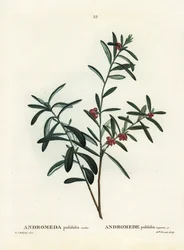 Sumpfrosmarin, Andromeda polifolia. Handkolorierte Punktstichgravur nach einer Illustration von Pierre-Joseph Redouté aus Henri Louis Duhamel du Monceau