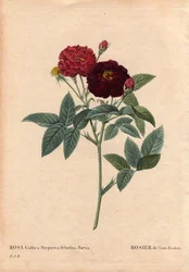 Botanische Tafel, Blume, Rosenvarietät: Van Eeden Rose (Rosa Gallica Purpurea Velutina Parva). Kultiviert in den Niederlanden von Van Eeden vor 1810. In „Les Roses“, Band 2 von Pierre Joseph Redouté (1759-1840)