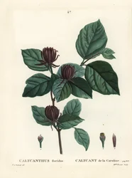 Karolina-Gewürzstrauch oder östlicher Gewürzstrauch, Calycanthus floridus. Handkolorierte Punktstichgravur von Miss Brenet nach einer Illustration von Pierre-Joseph Redouté aus Henri Louis Duhamel du Moncels „Traité des Arbres et Arbustes“, Paris