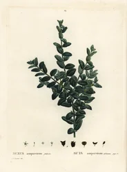 Gewöhnlicher Buchsbaum, Europäischer Buchsbaum oder Buchsbaum, Buxus sempervirens fruticosa. Handkolorierte Punktstichgravur nach einer Illustration von Pierre-Joseph Redouté aus Henri Louis Duhamel du Moncels „Traité des Arbres et Arbustes“, Paris