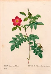 Während fruchtete rosa Alpenrose, Rosa pendulina. Handkolorierter Kupferstich aus Pierre Joseph Redoutés „Les Roses“, Paris