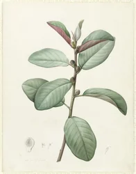 Ficus Rubiginosa