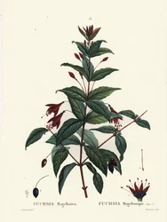 Fuchsie, Fuchsia magellanica. Handkolorierter Stich von Du Ruisseau nach einer Illustration von Pierre-Joseph Redouté aus Henri Louis Duhamel du Monceau
