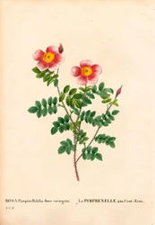 Hundert-Kronen-Burnet-Rose, Rosa pimpinellifolia Varietät, La Pimprenelle aux Cent-Ecus. Handkolorierte Punktkupferstich aus Pierre Joseph Redouté