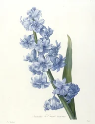 Orientalische Hyazinthe, blaue Varietät, aus Choix des plus belles fleurs et des plus beaux fruits, 1827