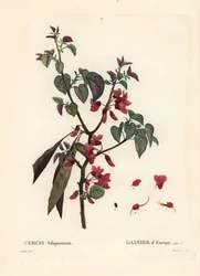 Judasbaum, Cercis siliquastrum. Handkolorierter Stich von Tassaert nach einer Illustration von Pierre-Joseph Redouté aus Henri Louis Duhamel du Moncels 