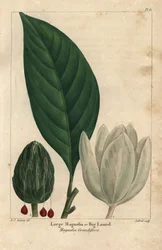 Großer Magnolienbaum, große Lorbeer, Magnolia grandiflora (Gravur)
