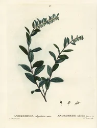 Lederblatt, Chamaedaphne calyculata. Handkolorierte Punktstichgravur von Miss Brenet nach einer Illustration von Pierre-Joseph Redouté aus Henri Louis Duhamel du Monceau