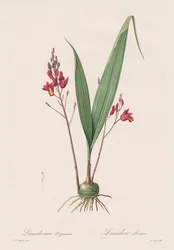 Die Liliengewächse: Limodorum purpureum