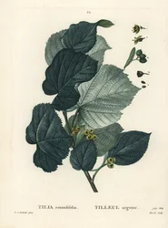 Lindenbaum, Tilia rotundifolia. Handkolorierte Punktstichgravur von Moret nach einer Illustration von Pierre-Joseph Redouté aus Henri Louis Duhamel du Moncels „Traité des Arbres et Arbustes“, Paris