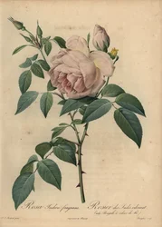 Blassrosa Teerose, Rosa odorata