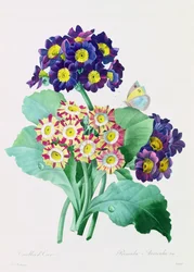 Primula Auricula