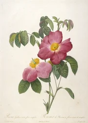 Rosa Gallica rosea flore simplici, aus La Couronne Des Roses, 1817-24
