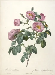 Rosa mollissima, Rosier a feuilles molles, aus Les Roses, 1817-24