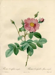 Rosier hundert Blätter mit einfachen Blumen - Radierung von Chapuy, nach einer Illustration von Pierre Joseph Redoute, aus Les Roses