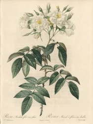 Moschusrose mit gefüllten Blüten - Radierung von Charlin, nach einer Illustration von Pierre Joseph Redouté (1759-1840), Auszug aus Les Roses
