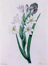 Tuberosa