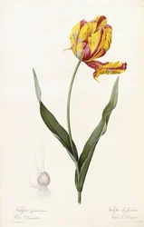 Tulipa Gesneriana - Gartentulpe