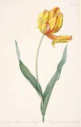 Tulipa Gesneriana var. Dracontia Papageientulpe, 1816