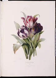 Tulpen, aus "Eine feine Serie von Blumensträußen"