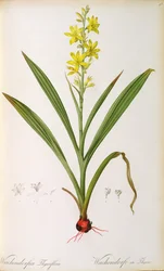 Wachendorfia Thyrsiflora, aus 