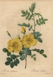 Gelbe Rose