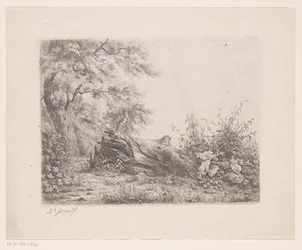 Umgestürzter Baum am Waldrand