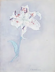 Lilie, ca. 1920-25