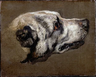 Kopf eines Hundes