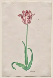 Studie einer Tulpe (Anvaers)