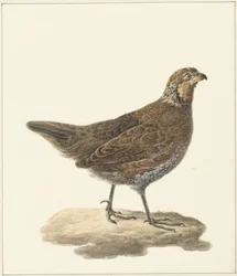 Bobwhite (Colinus virginianus)