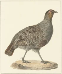 Rebhuhn