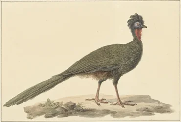 Penelope auf dem Boden
