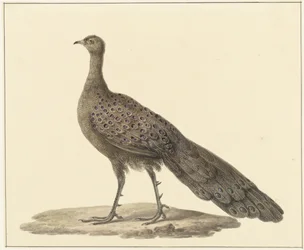 Spiegelpfau