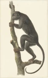 Schwarzer Brüllaffe (Paraguay)