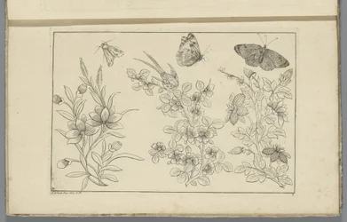 Drei Blumenstängel und drei Schmetterlinge