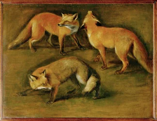 Ein Fuchs
