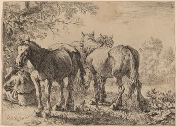 Drei Pferde auf einem Feld