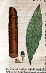 Cinnamoma. Gravur - in „Kreutterbuch Dess Hochgelehrten und weitberühmten Herrn D. Petri Andreae Matthioli“ von Pietro Andrea Mattioli (Matthiole) (1500-1577). Frankfurt