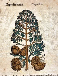 Zypernkegel. Gravur - in „Kreutterbuch Dess Hochgelehrten unnd weitberühmten Herrn D. Petri Andreae Matthioli“ von Pietro Andrea Mattioli (Matthiole) (1500-1577). Frankfurt