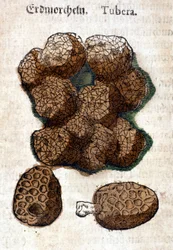 Kartoffel. Gravur in „Kreutterbuch Dess Hochgelehrten und weitberühmten Herrn D. Petri Andreae Matthioli“ von Pietro Andrea Mattioli (1500-1577). Frankfurt