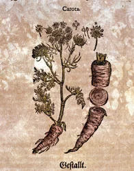 Die Karotte. Gravur - in „Kreutterbuch Dess Hochgelehrten und weitberühmten Herrn D. Petri Andreae Matthioli“ von Pietro Andrea Mattioli (Matthiole) (1500-1577). Frankfurt