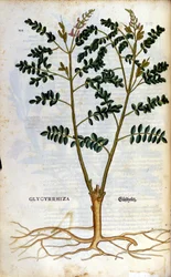 Die Lakritze. Gravur - in „Kreutterbuch Dess Hochgelehrten unnd weitberuhmten Herrn D. Petri Andreae Matthioli“ von Pietro Andrea Mattioli (Matthiole) (1500-1577). Frankfurt